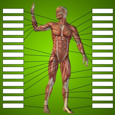 metin kutuları ile insan anatomisi