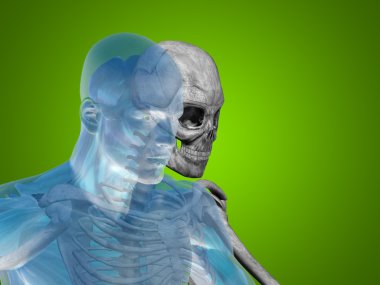 Anatomi, vücut göğüs, baş    