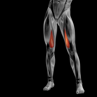 insan üst bacaklar anatomisi 