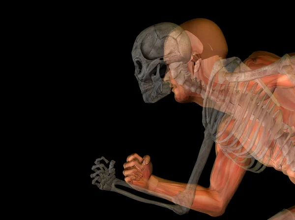 骨人間の解剖学, — ストック写真
