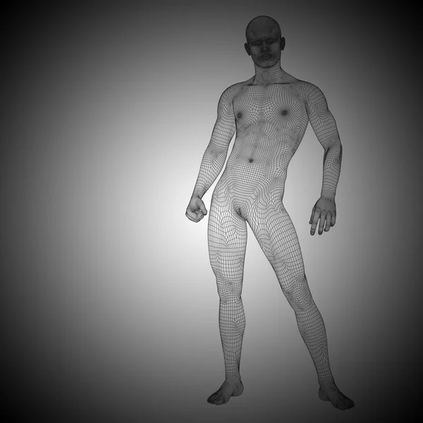 Anatomía masculina Wireframe —  Fotos de Stock