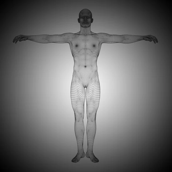 Tel kafes erkek anatomisi — Stok fotoğraf