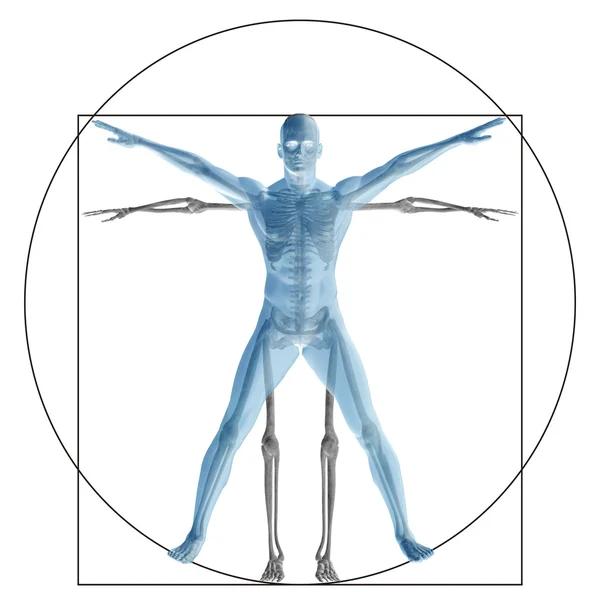 Corpo anatomia proporção — Fotografia de Stock