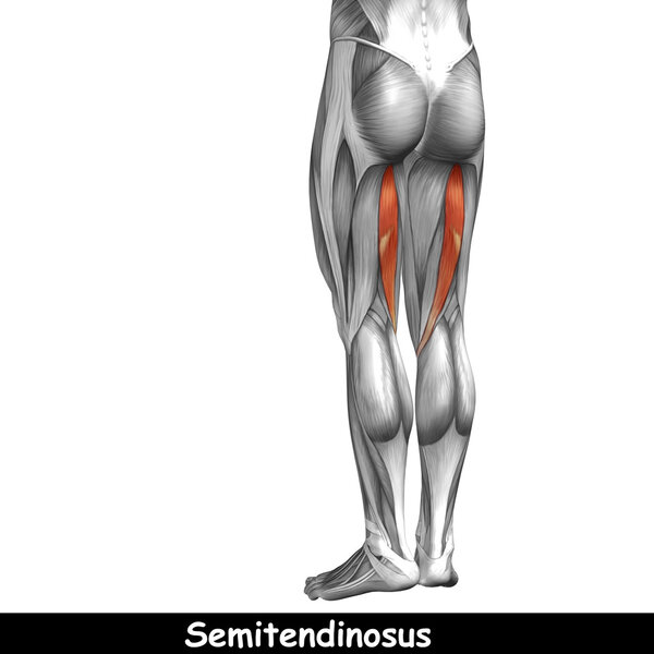 анатомия верхних ног человека

