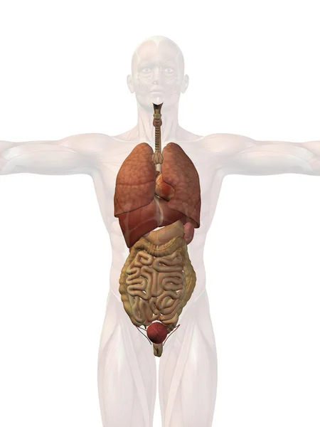 Human internal organs — Stock Photo, Image