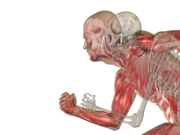 Anatomi, vücut göğüs, baş — Stok fotoğraf