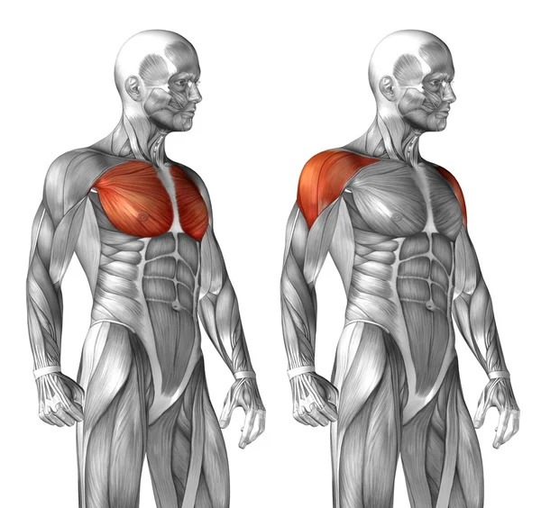 Анатомия груди человека — стоковое фото
