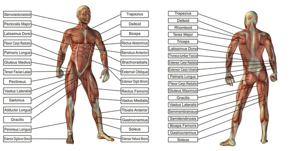 Man anatomy and muscle textboxes — Stock Photo, Image