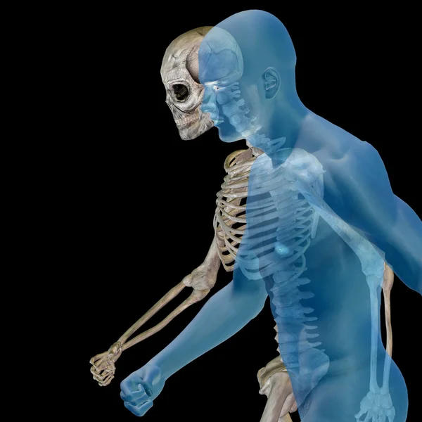 Human anatomy with bones, — Stock Photo, Image