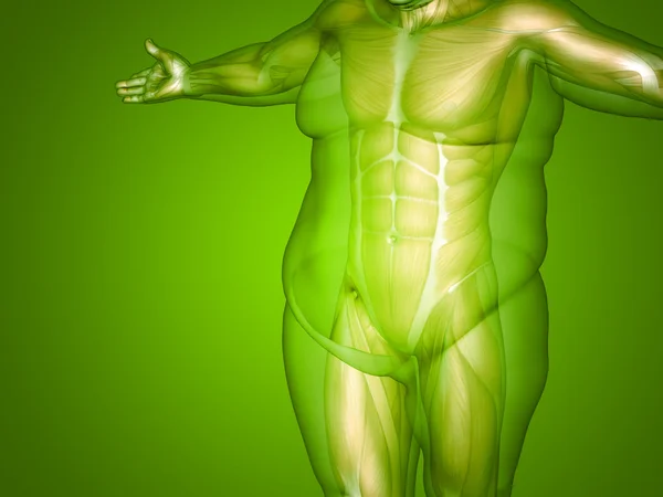 과 체중 vs 슬림 남자 — 스톡 사진