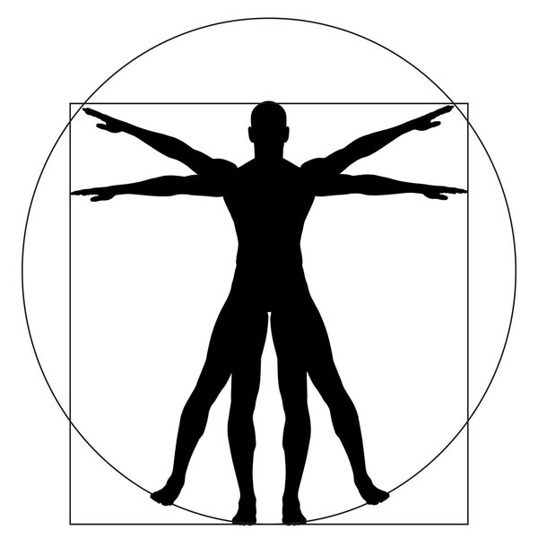 proportion anatomy body