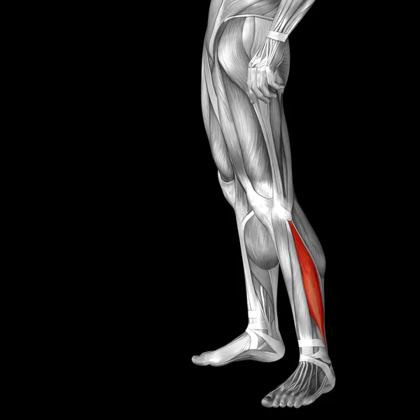 Anatomia humana das pernas inferiores — Fotografia de Stock