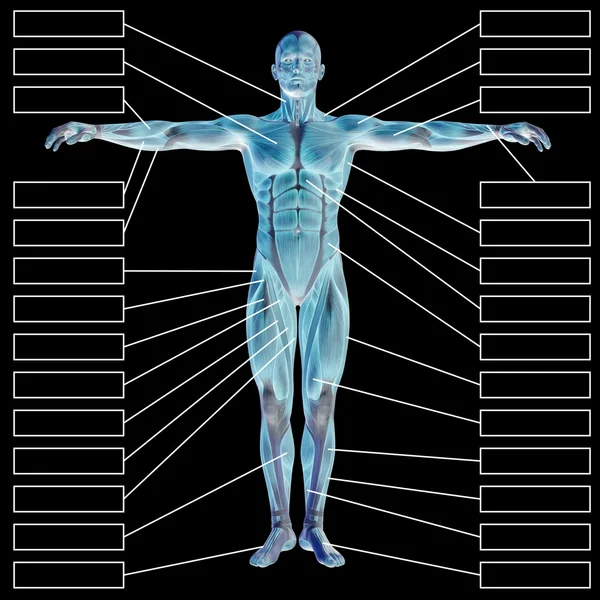 Anatomia człowieka z pól tekstowych — Zdjęcie stockowe