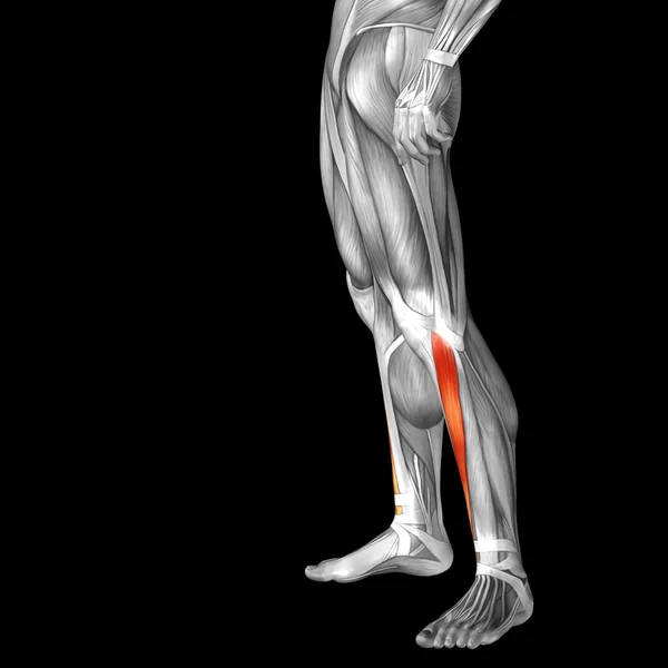 Анатомія нижніх ніг людини — стокове фото