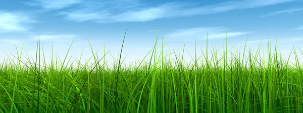 Grass field and  blue sky — Stock Photo, Image