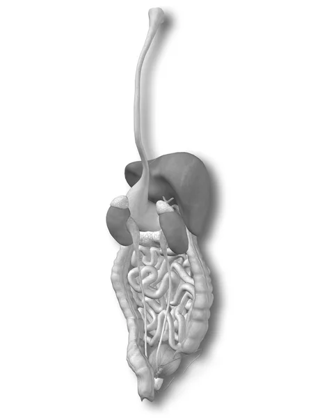 Sistema digestivo humano — Fotografia de Stock