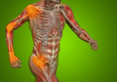 kavramsal insan anatomisi