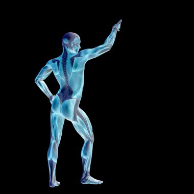 Anatomi tasarımlar için kaslı adam.