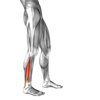 insan alt bacak anatomisi