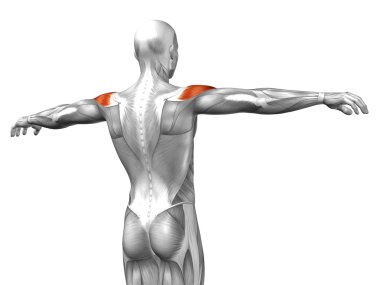 Geri insan anatomisi 