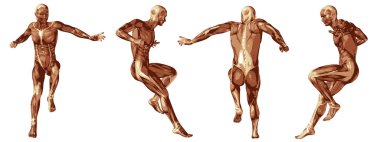 kavramsal insan anatomisi