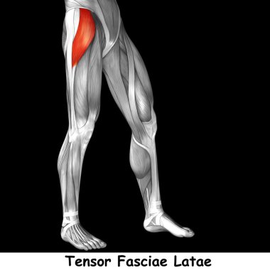insan üst bacaklar anatomisi 