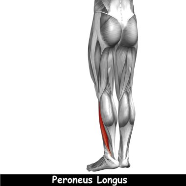 insan alt bacak anatomisi