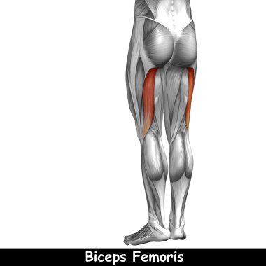 insan üst bacaklar anatomisi