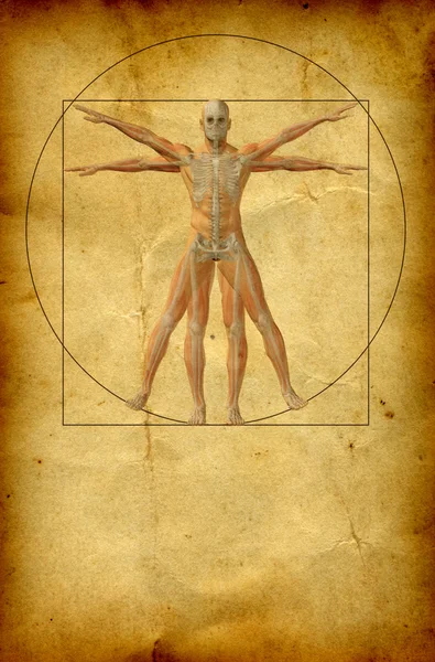 Vitruvian human body drawing — Stock Photo, Image