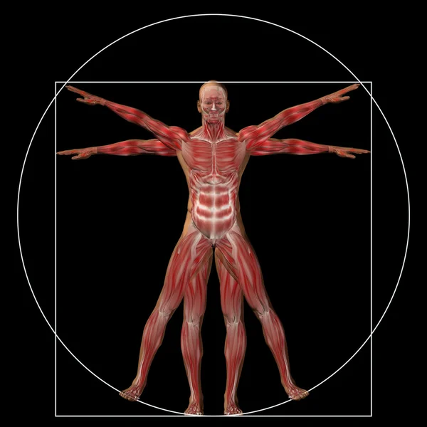 Proportion Anatomie Körper — Stockfoto