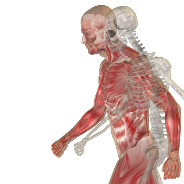 뼈와 인체 해부학, — 스톡 사진