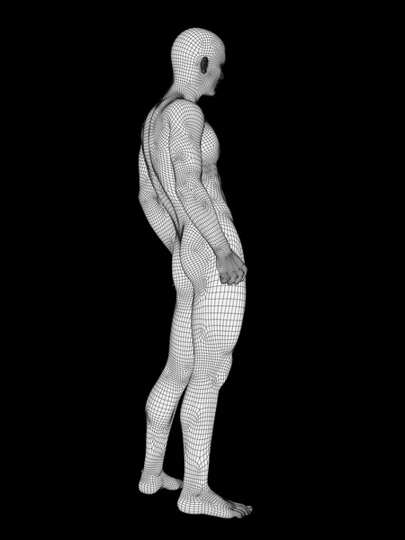 Wireframe male anatomy — Stock Photo, Image