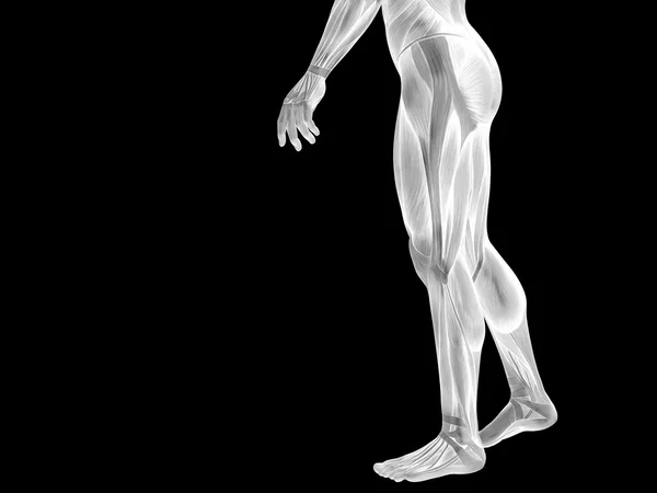 Parte inferior do corpo com músculos — Fotografia de Stock