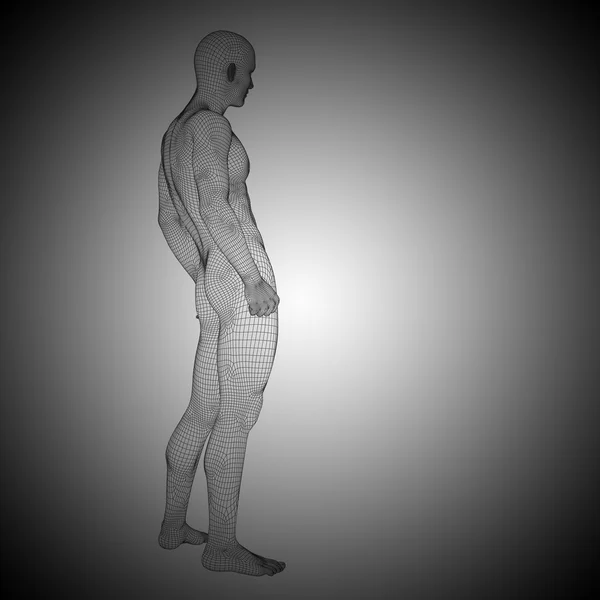 Wireframe manliga anatomi — Stockfoto
