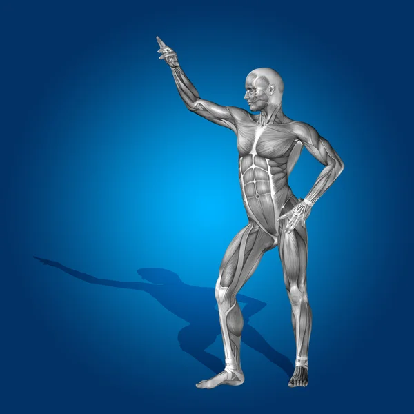 Anatomy body with muscles — Stock Photo, Image