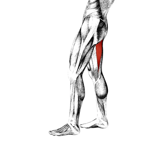 Anatomie der menschlichen Oberbeine — Stockfoto