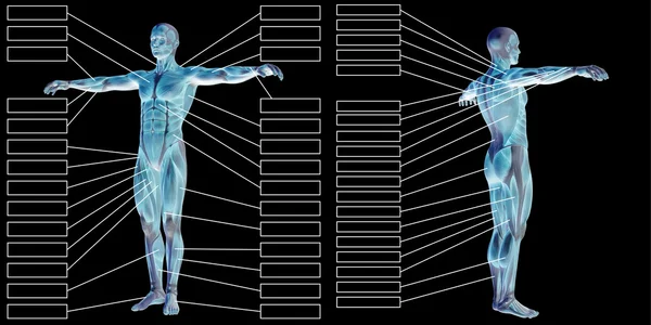 Człowiek z anatomii i mięśni pól tekstowych — Zdjęcie stockowe