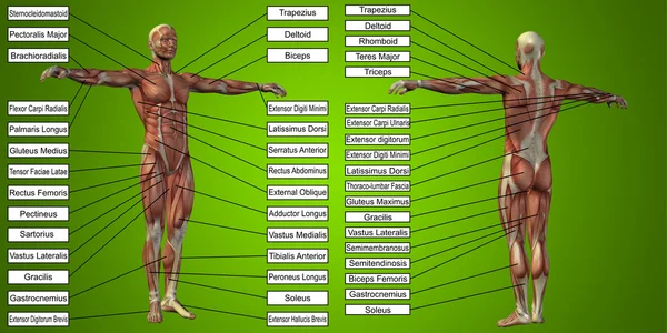 Muž anatomie a svalů textová pole — Stock fotografie