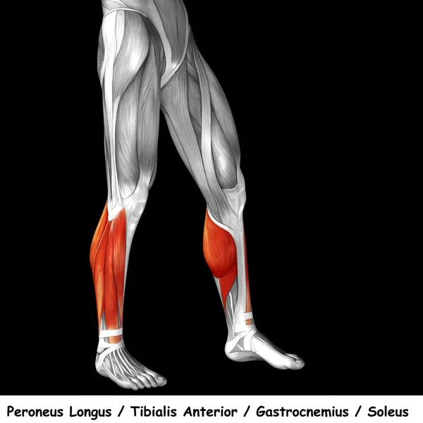 Anatomia człowieka dolnej nogi — Zdjęcie stockowe