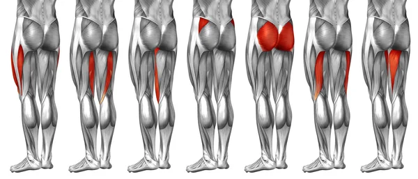 Insan üst bacaklar anatomisi — Stok fotoğraf