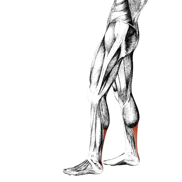 Human lower leg anatomy — Stock Photo, Image