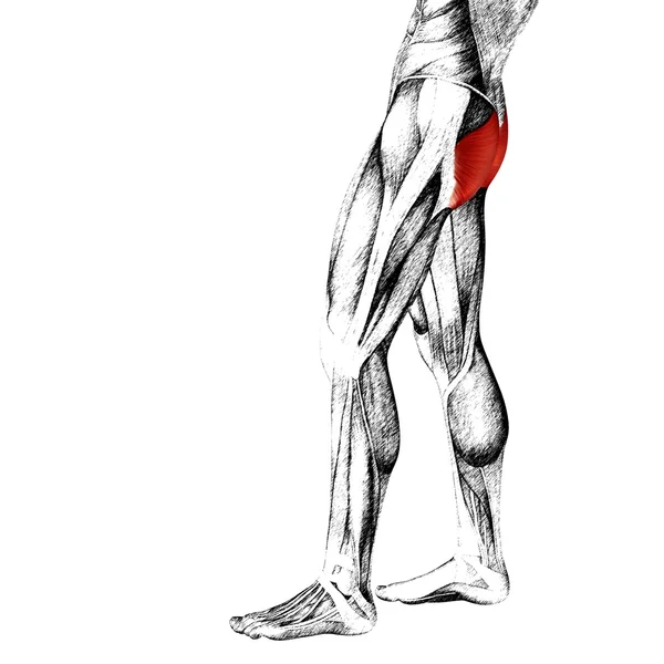 Emberi felső lábak anatómia — Stock Fotó