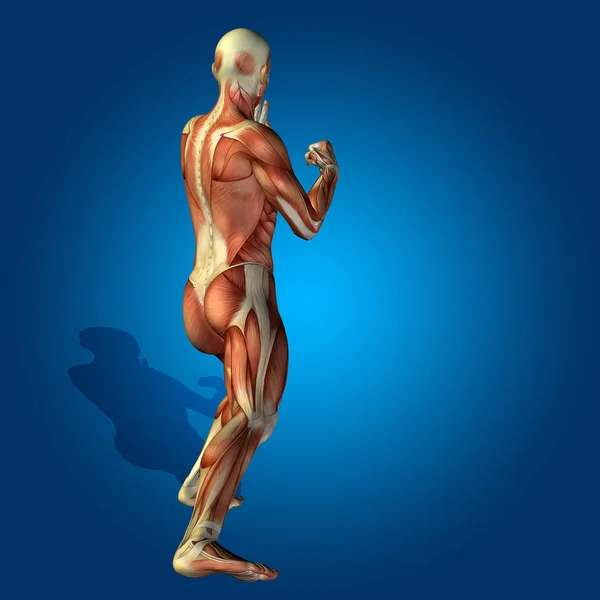 Anatomy body with muscles — Stock Photo, Image