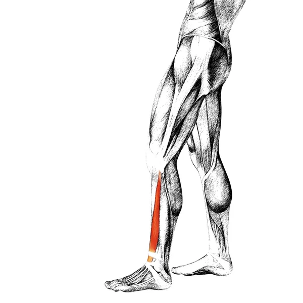 Human lower leg anatomy — Stock Photo, Image