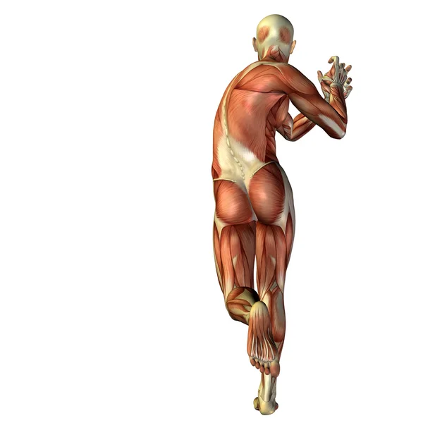 Man with muscles for anatomy designs. — Stock Photo, Image