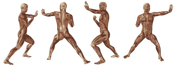 Conceptual   human anatomy — Stock Photo, Image