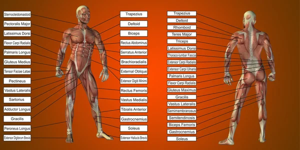 Anatomie humaine et boîtes à texte musculaires — Photo