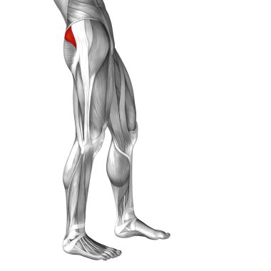 insan üst bacaklar anatomisi