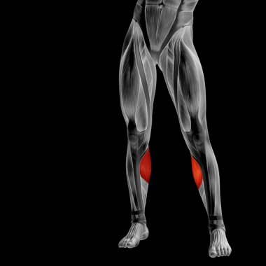 insan alt bacaklar anatomisi 