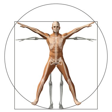 proportion anatomy body clipart